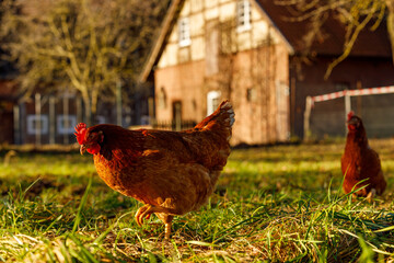 Free range organic chickens poultry in a country farm on a winter morning, germany