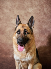 Portrait of black and red German shepherd on brown studio background. Emotions of pet. Charming German service dog breed close up.