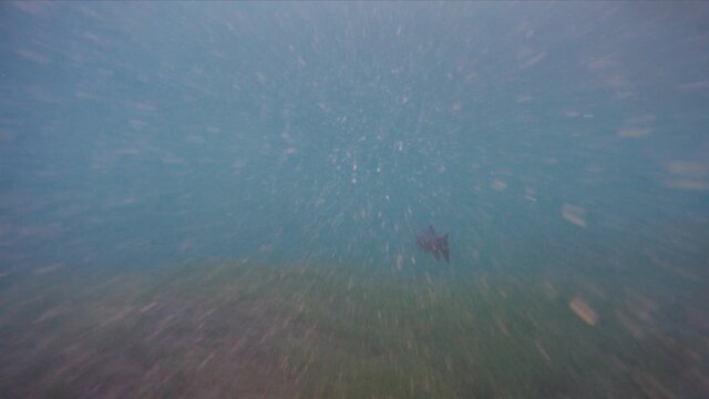 The common barbel, Barbus Barbus in underwater footage, filmed while following the freshwater fish in the turbid water during a lake dive.