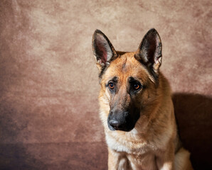 Portrait of black and red German shepherd on brown studio background. Emotions of pet. Charming German service dog breed close up.