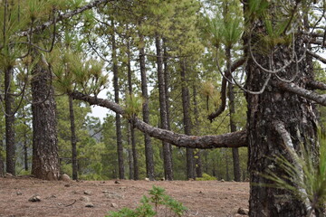 Un día de paseo en el bosque, disfrutando de las bellezas de la naturaleza.