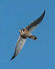 American Kestrel In-Flight Wings Out - The American kestrel, also called a sparrow hawk is the smallest and most common falcon in North America. Platteville, Colorado.