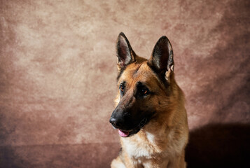 Portrait of black and red German shepherd on brown studio background. Emotions of pet. Charming German service dog breed close up.