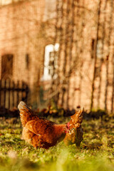Free range organic chickens poultry in a country farm on a winter morning, germany