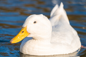 Heavy American Aylesbury Pekin Peking Duck Ducks low level eye level view extreme close up