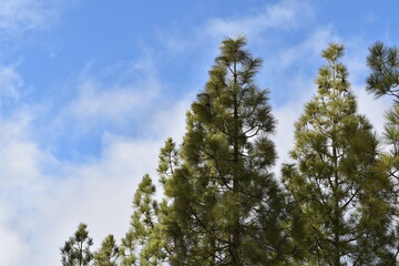 Un día de paseo en el bosque, disfrutando de las bellezas de la naturaleza.