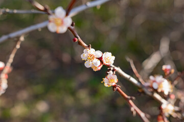 Flowering of the apricot tree in early spring in the orchard in the garden. Thin twigs with swollen buds and buds. Blooms of nature with a fragrant smell of freshness and tenderness.