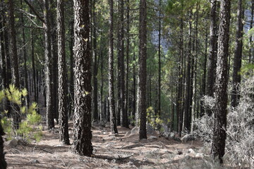 Un día de paseo en el bosque, disfrutando de las bellezas de la naturaleza.