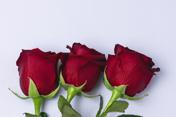 Background with Red Rose Red Flower on Light Blue Background Top View Horizontal Copy Space