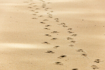 砂浜の足跡