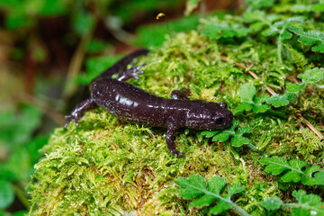 Hynobius fucus 


Species unique to Taiwan