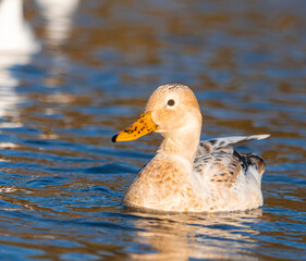 Male Female Manky Mallard Duck Ducks low level eye level view extreme close up