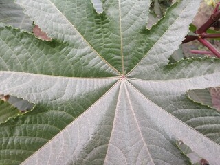 Closeup view of a green leaf