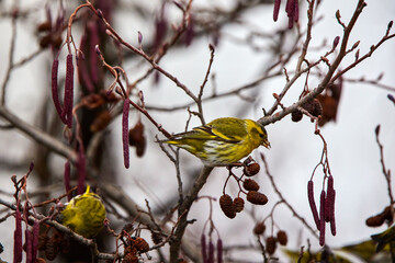 Eurasian siskin (Spinus spinus) is a small passerine bird in the finch family Fringillidae.