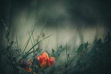 Obraz na płótnie Canvas Soft focus flowers- light bokeh