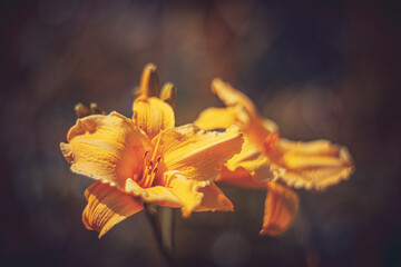 Fototapeta na wymiar Soft focus flowers- light bokeh