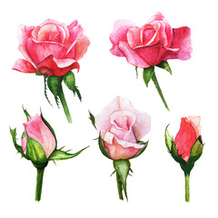 set red rose, beautiful flower on an isolated white background, watercolor illustration, botanical painting - obrazy, fototapety, plakaty