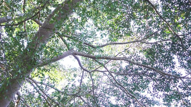 Bottom up view of lush Trees canopy forest through tops with bright afternoon sun rays shines through foliage, green foliage of trees with afternoon sun. Summer environment background UHD, 4K