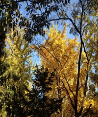 Beautiful view of the Marple colourful tress and the blue sky