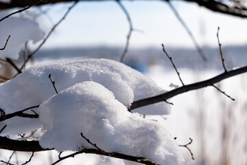 Branches of bare trees and trees without leaves under a lush layer of snow in winter at a beautiful time of year. Cooling view of nature after a snowfall