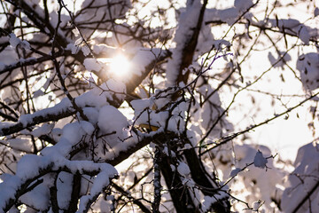 Branches of bare trees and trees without leaves under a lush layer of snow in winter at a beautiful time of year. Cooling view of nature after a snowfall