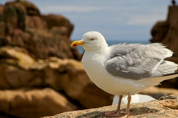 seagull on the rock