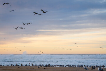 Tropical beach sunset and flock of birds, California coastline