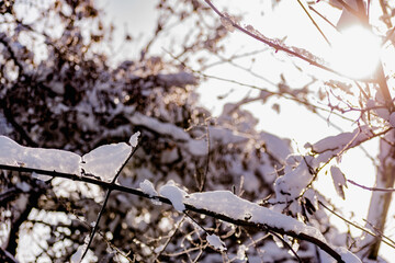 Branches of bare trees and trees without leaves under a lush layer of snow in winter at a beautiful time of year. Cooling view of nature after a snowfall