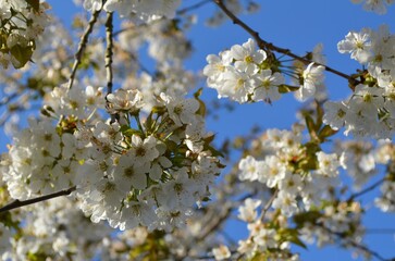 tree blossom