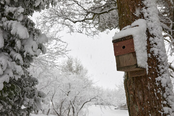 Heavy snowfall covers the unoccupied bird nesting box on the Yorkshire smallholding at 900ft