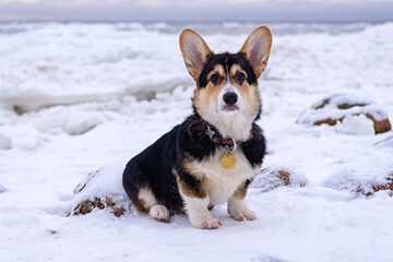 Corgi dog on ice hummocks near the sea