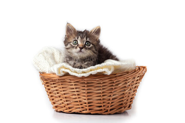 Fototapeta na wymiar Cute striped kitten sits in a basket on a knitted bedding. Isolated on a white background.