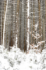 Fototapeta premium M.L.A. Stock