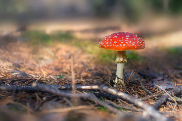 Red poisonous, hallucinogenic and toxic mushroom Amanita in the autumn forest. fly agaric