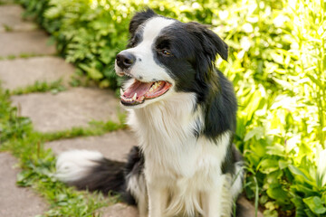Outdoor portrait of cute smiling puppy border collie sitting on grass park background. Little dog with funny face in sunny summer day outdoors. Pet care and funny animals life concept