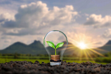 A tree growing on a coin in a light bulb including sunset background, energy saving ideas and...