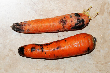 raw sprouted carrots with black mold, rotten carrots close-up