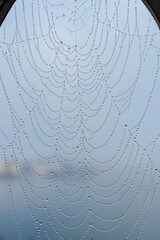 macro photography of cobweb covered in water drops
