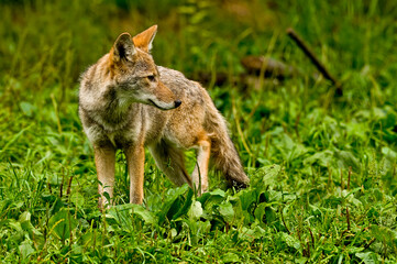 Coyote In Green Grass