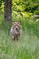 Coyote In Tall Gass