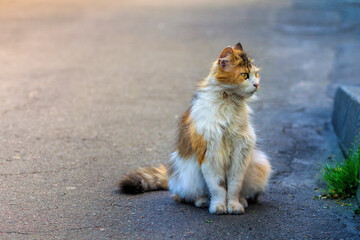 A homeless cat is sitting on the sidewalk