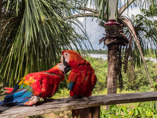 Scarlet Macaws, Amazonia