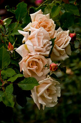 Tan Rose Flowers