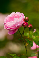 Pink Rose Flower and Unopened Buds 2