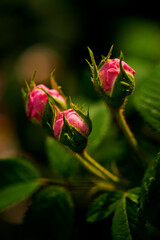 Unopened Rose Flower Buds.