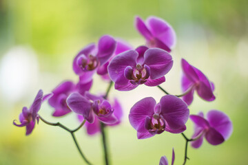 Naklejka na ściany i meble Close-up Of Purple Flowers