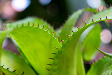 Naklejka premium The red spikes of the green bromillad