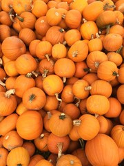 Pattern of Multiple Small Pumpkins