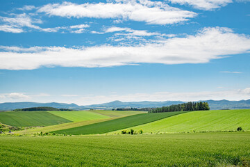 Fototapeta na wymiar 初夏の美瑛の風景 青い空と美しい畑