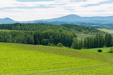 Fototapeta premium 初夏の美瑛の風景 青い空と美しい畑